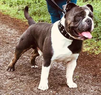 Dogorama Photo Challenge - Hundeblick zum hinschmelzen-Beitrag-Bild