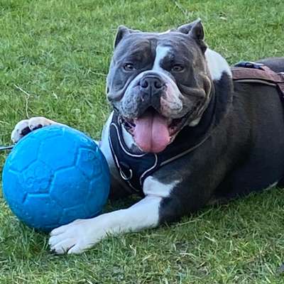 Dogorama Photo Challenge - Der Frühling kommt-Beitrag-Bild