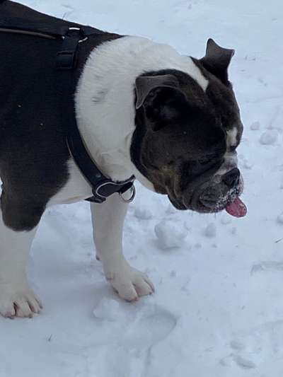 Dogorama Photo Challenge - Es wird nochmal kalt!-Beitrag-Bild