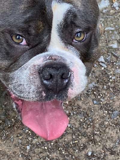 Die besten Hundeblicke 🐾❤️-Beitrag-Bild