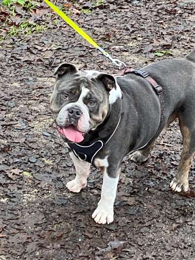 Welpenfotos-Beitrag-Bild