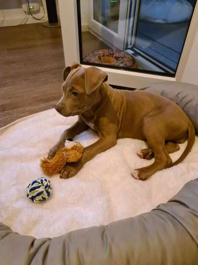 Körbchen / Hundebett-Beitrag-Bild