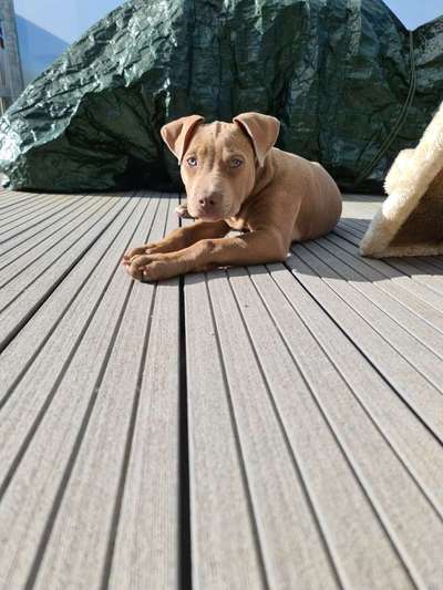 Foto's und Hundemodels-Beitrag-Bild