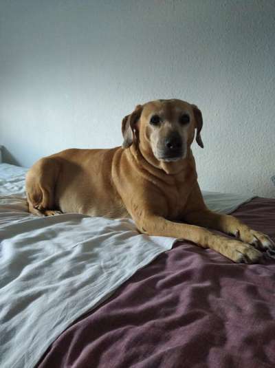 Rhodesian Ridgeback-Beitrag-Bild