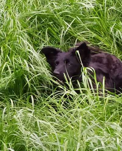 5. Hund im hohen Gras-Beitrag-Bild