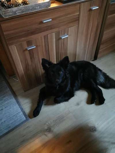 Mich würde interessieren ob hier noch mehr leute sind,die auch kroatische schäferhund (mix) haben-Beitrag-Bild