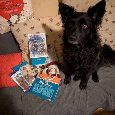 Weihnachtsgeschenk(e) für den Hund?!-Beitrag-Bild