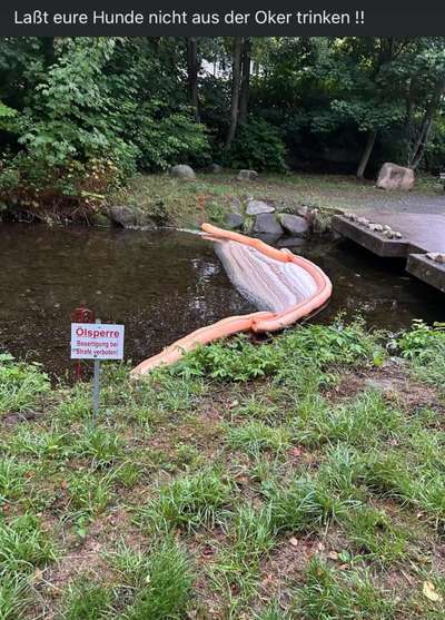 Giftköder-Ölsperre an der Oker-Bild