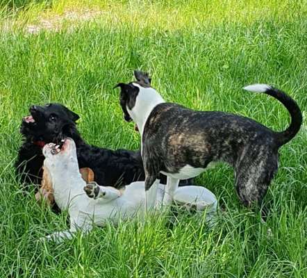 Fotosammlung: ,,Der natürliche Hund" Unbearbeitet, ungestellt und in Natura-Beitrag-Bild