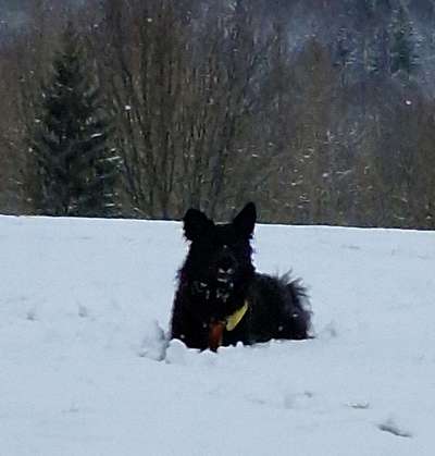 Mein Junghund flippt im Schnee total aus-Beitrag-Bild