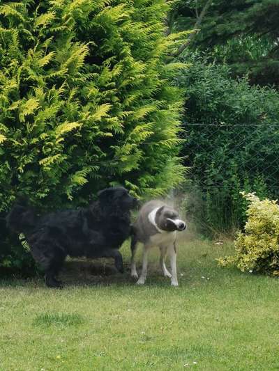 Fotosammlung: ,,Der natürliche Hund" Unbearbeitet, ungestellt und in Natura-Beitrag-Bild