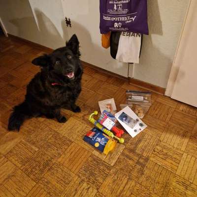 Weihnachtsgeschenk(e) für den Hund?!-Beitrag-Bild