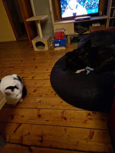 Hund und Katz Momente-Beitrag-Bild