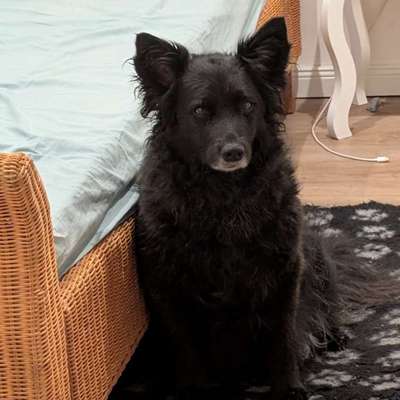 Alter 
Bailey aus dem Tierschutz-Beitrag-Bild
