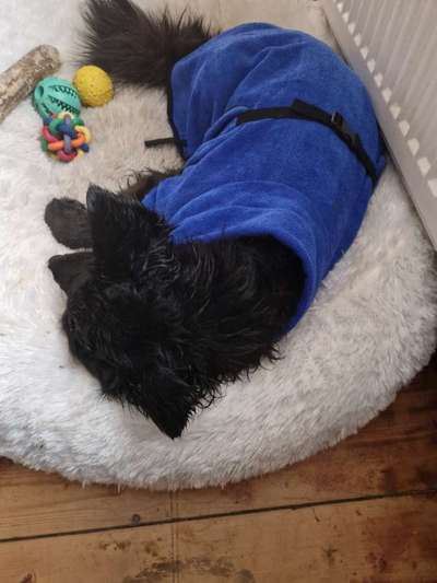 Hundekleidung - Top oder Flop-Beitrag-Bild