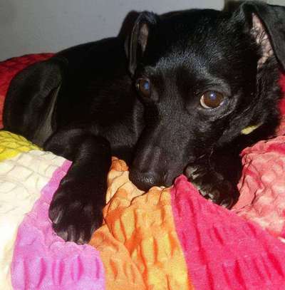 Unsere Fellnasen im Regenbogenland-Beitrag-Bild