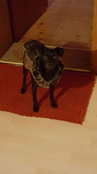 Hundekleidung - Top oder Flop-Beitrag-Bild