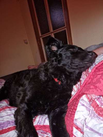 Vertrauen zwischen Hund und Halter-Beitrag-Bild