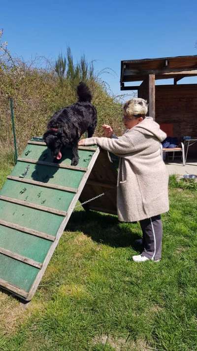 Hunde in Action-Beitrag-Bild