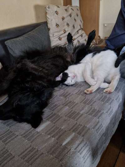 Hund und Katz Momente-Beitrag-Bild