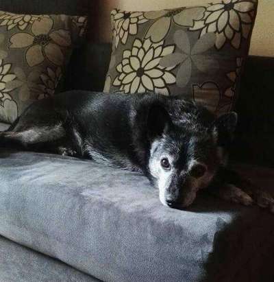 Unsere Fellnasen im Regenbogenland-Beitrag-Bild