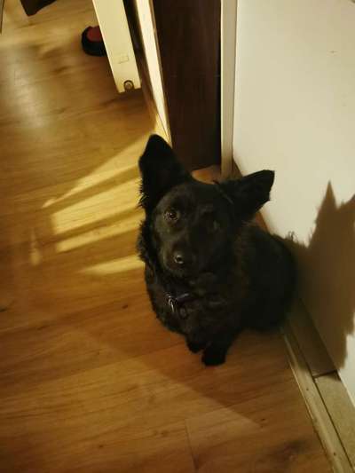 Dogorama Photo Challenge - Hundeblick zum hinschmelzen-Beitrag-Bild