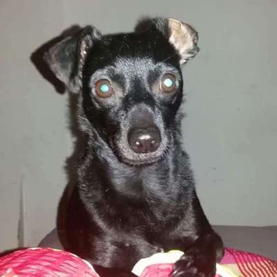 Tierheim-Beitrag-Bild