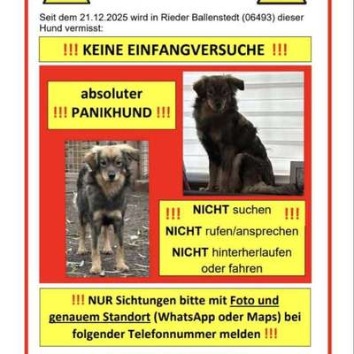 Suchmeldung-Dave-Bild