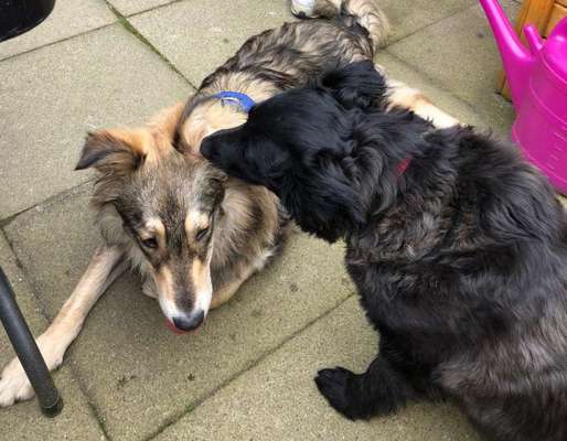 98.Fotochallange  - Hunde zeigen Zuneigung-Beitrag-Bild