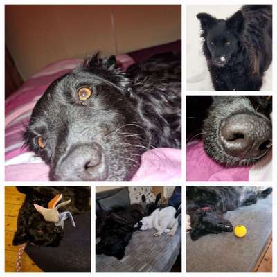 20. Collagen Challenge - "Lustige Schnappschüsse"-Beitrag-Bild