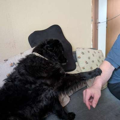 Welche besondere Angewohnheiten haben eure Hunde?-Beitrag-Bild