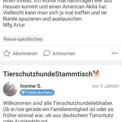 American Akita aus Hessen-Beitrag-Bild