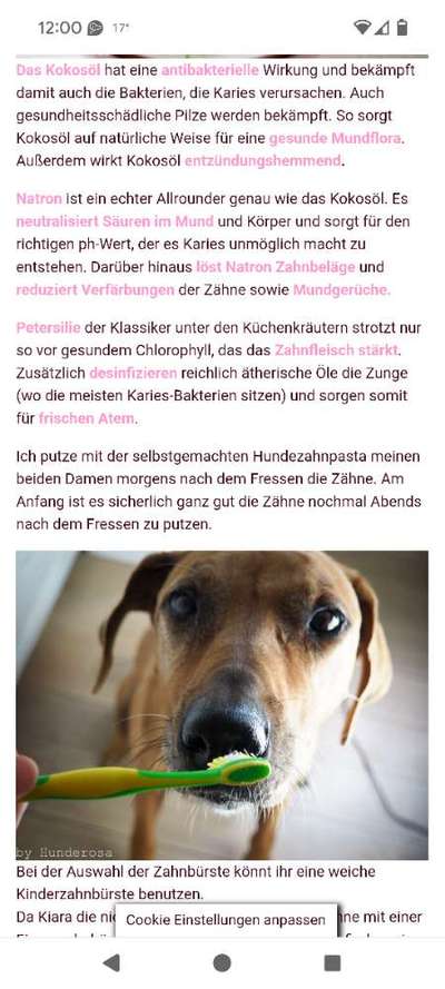 Hundezahnpasta selber machen?-Beitrag-Bild