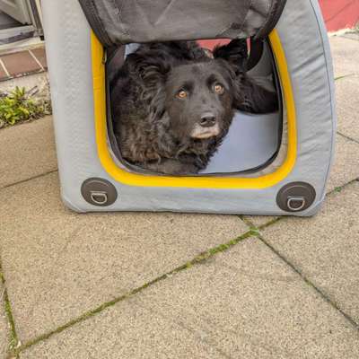 Tami Hundebox-Beitrag-Bild