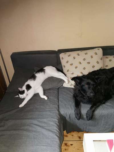 Gewöhnung Katzen an einen Tierheimhund-Beitrag-Bild