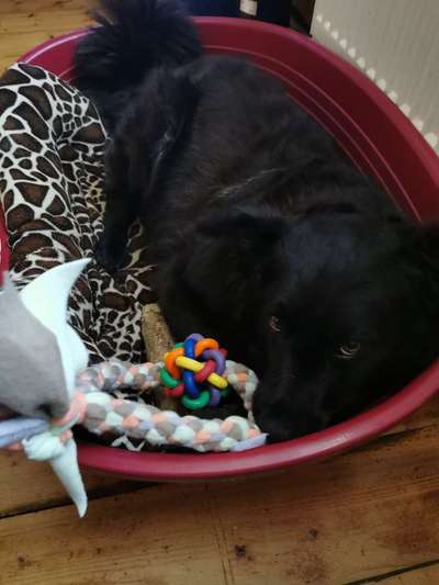 Fotochallenge Nr 96.: Bunt, Bunter, Hund 💐🌹🍁-Beitrag-Bild