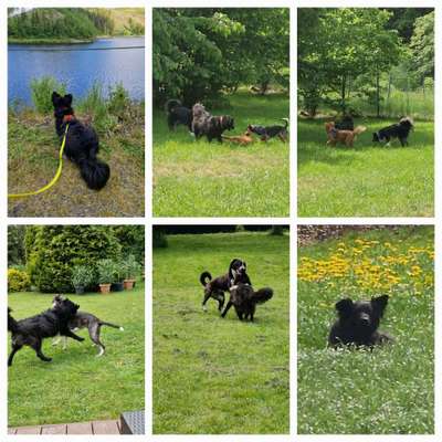 39. Collagen Challenge - Dein Hund auf einer Wiese-Beitrag-Bild