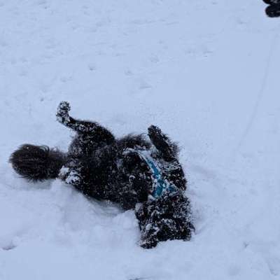 Nur die harten kommen in den Garten-Beitrag-Bild