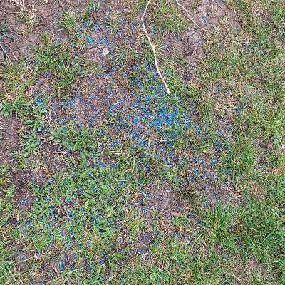 Giftköder-Blaukorn, Schneckenkorn-Bild