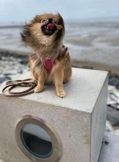 Fotochallenge Nr. 59 - Mein Hund zeigt die Zunge-Beitrag-Bild