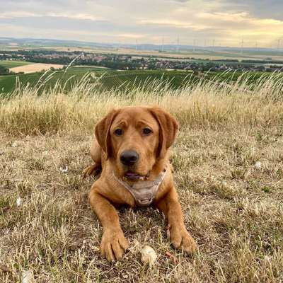 Hundetreffen-Spielpartner/innen-Bild