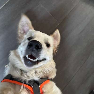 Hundetreffen-Welpentreffen-Bild