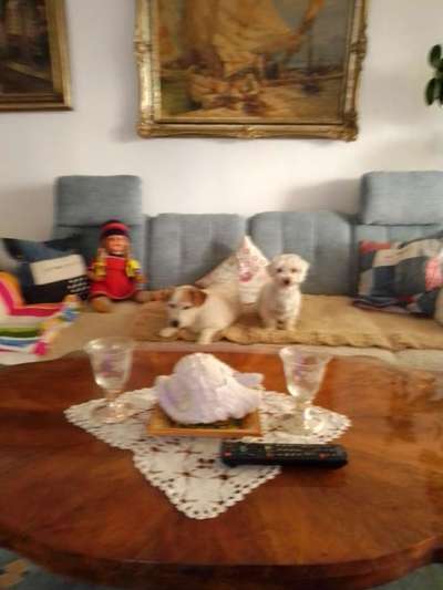 Hunde aus dem Auslandstierschutz - brauche Eure Unterstützung!!!-Beitrag-Bild