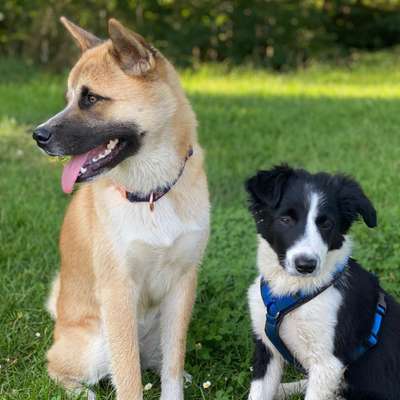 Hundetreffen-Welpentreffen-Bild