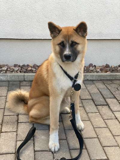 American Akita-Beitrag-Bild