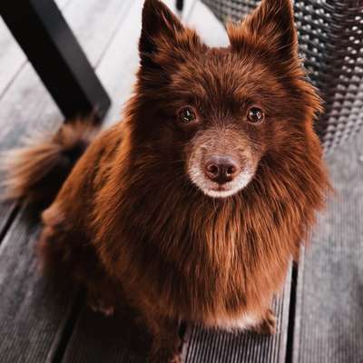 Hundetreffen-Gassi gehen und quatschen ☺️-Bild