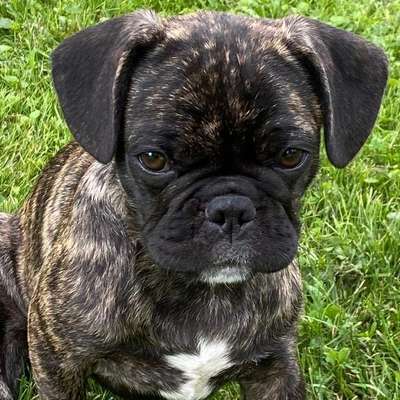 Titelbild Gruppe Frops (Französische Bulldogge- Mops)