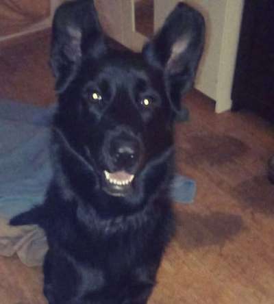 Mischlinge raten - Rätselspaß-Beitrag-Bild