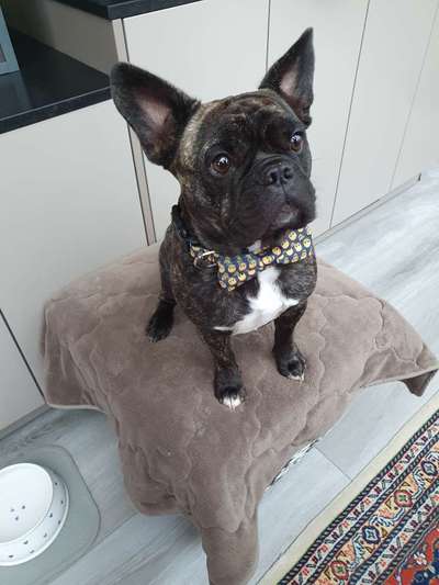 Französische Bulldoggen-Beitrag-Bild