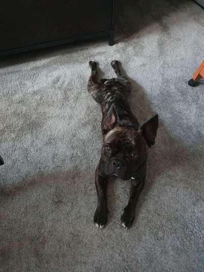 Französische Bulldoggen-Beitrag-Bild